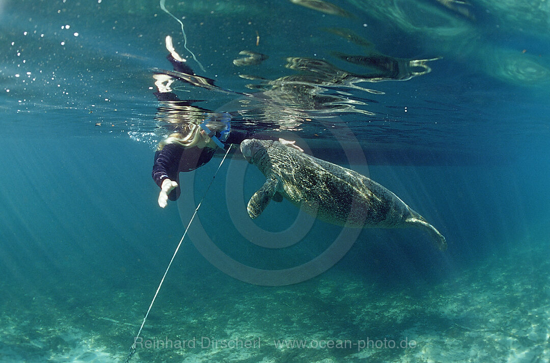 Rundschwanz-Seekuh und Schnorchler, Trichechus manatus latirostris, Florida, FL, Crystal River, USA