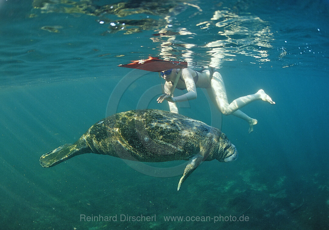 Rundschwanz-Seekuh und Schnorchler, Trichechus manatus latirostris, Florida, FL, Crystal River, USA