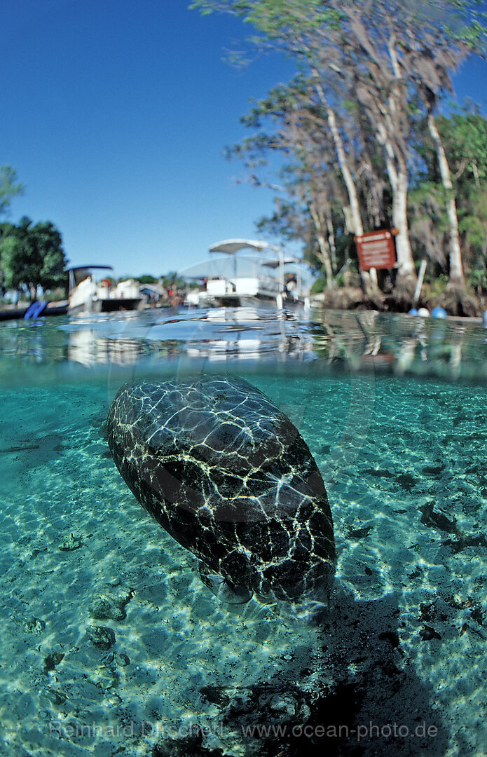 Rundschwanz-Seekuh, Trichechus manatus latirostris, Florida, FL, Crystal River, USA