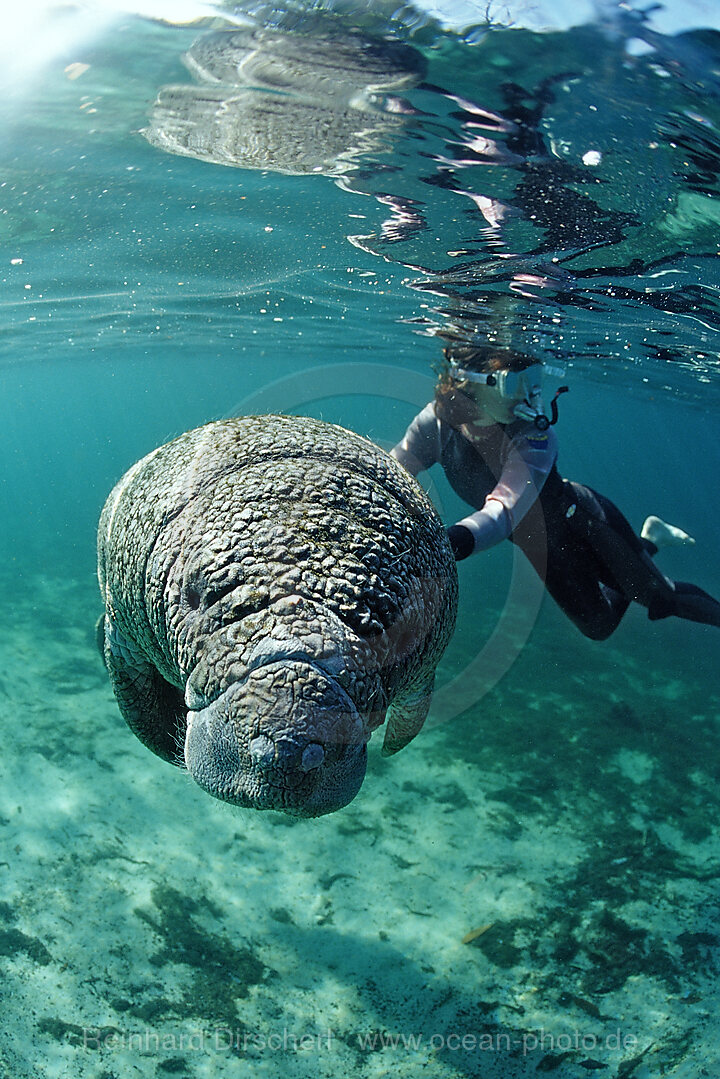 Rundschwanz-Seekuh und Schnorchler, Trichechus manatus latirostris, Florida, FL, Crystal River, USA