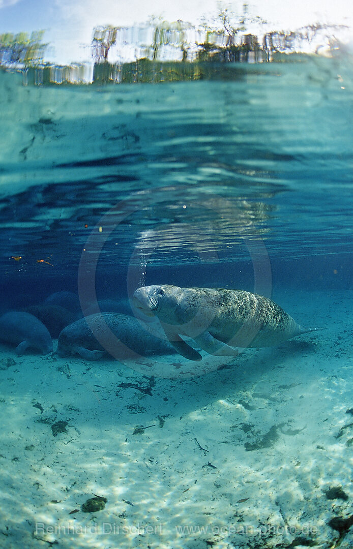 Rundschwanz-Seekuh, Trichechus manatus latirostris, Florida, FL, Crystal River, USA