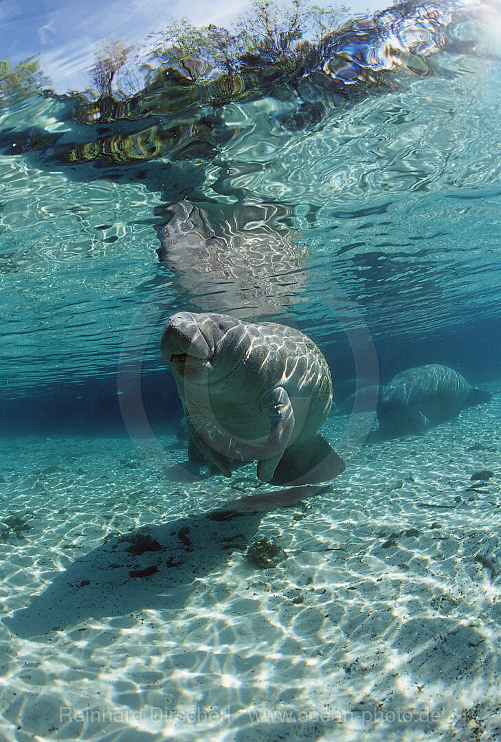 Rundschwanz-Seekuh, Trichechus manatus latirostris, Florida, FL, Crystal River, USA