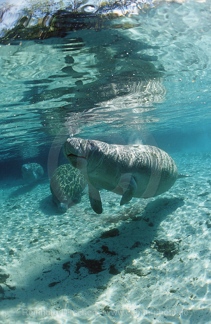 Rundschwanz-Seekuh, Trichechus manatus latirostris, Florida, FL, Crystal River, USA