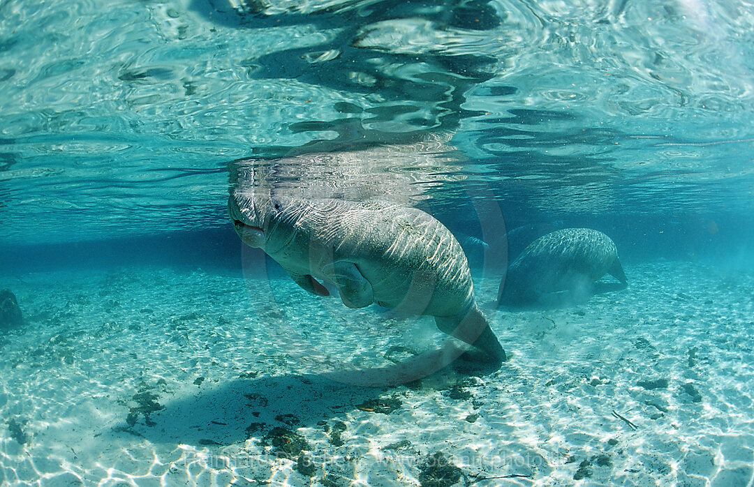 Rundschwanz-Seekuh, Trichechus manatus latirostris, Florida, FL, Crystal River, USA