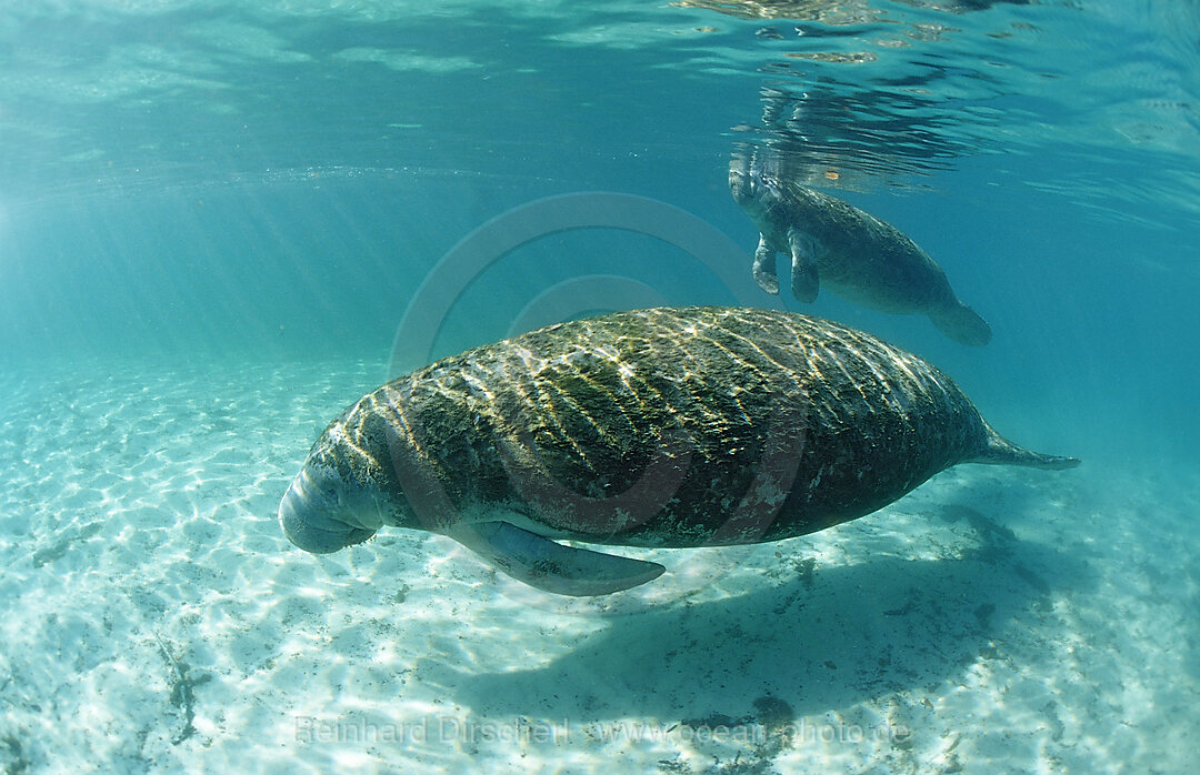 Rundschwanz-Seekuh, Mutter und Kalb, Trichechus manatus latirostris, Florida, FL, Crystal River, USA