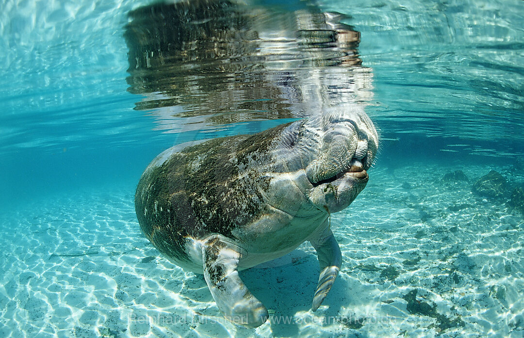 Rundschwanz-Seekuh, Trichechus manatus latirostris, Florida, FL, Crystal River, USA