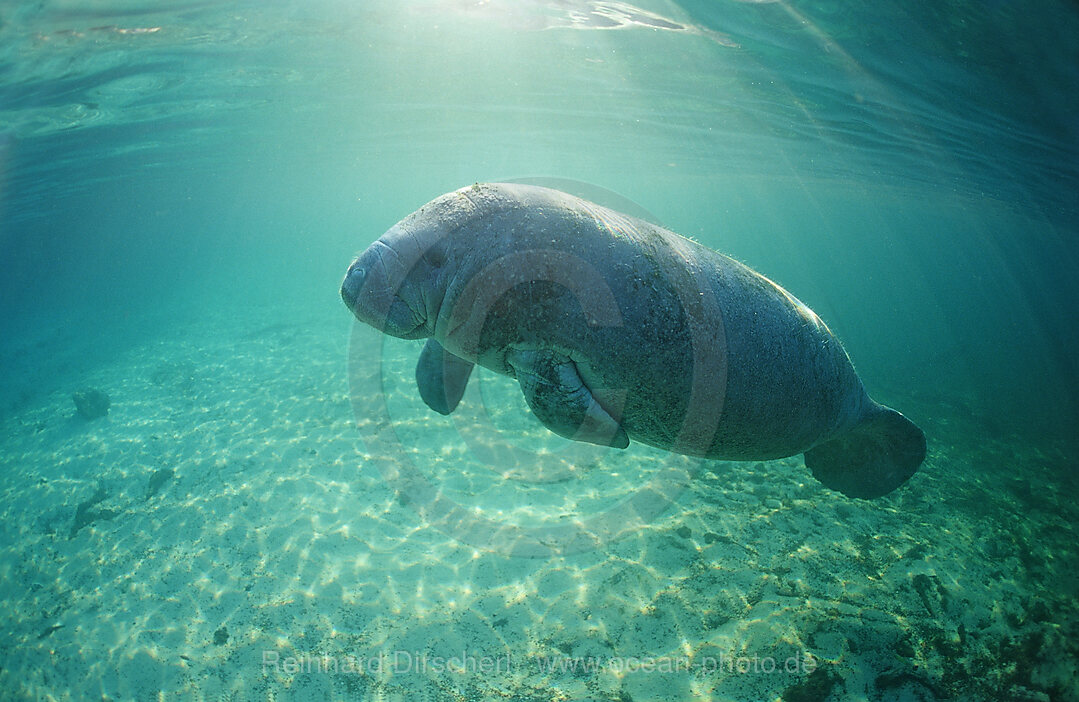 West Indian Manatee