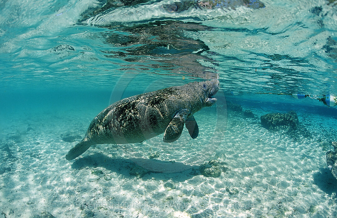 West Indian Manatee
