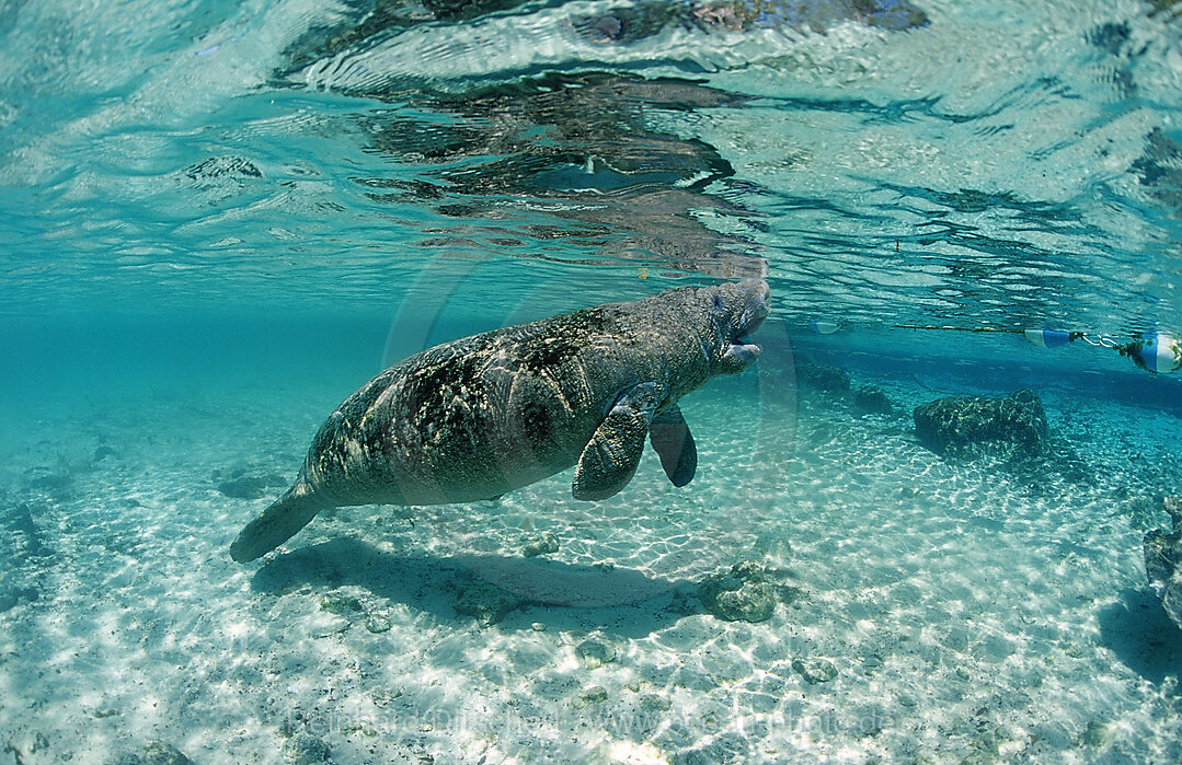 Rundschwanz-Seekuh, Trichechus manatus latirostris, Florida, FL, Crystal River, USA