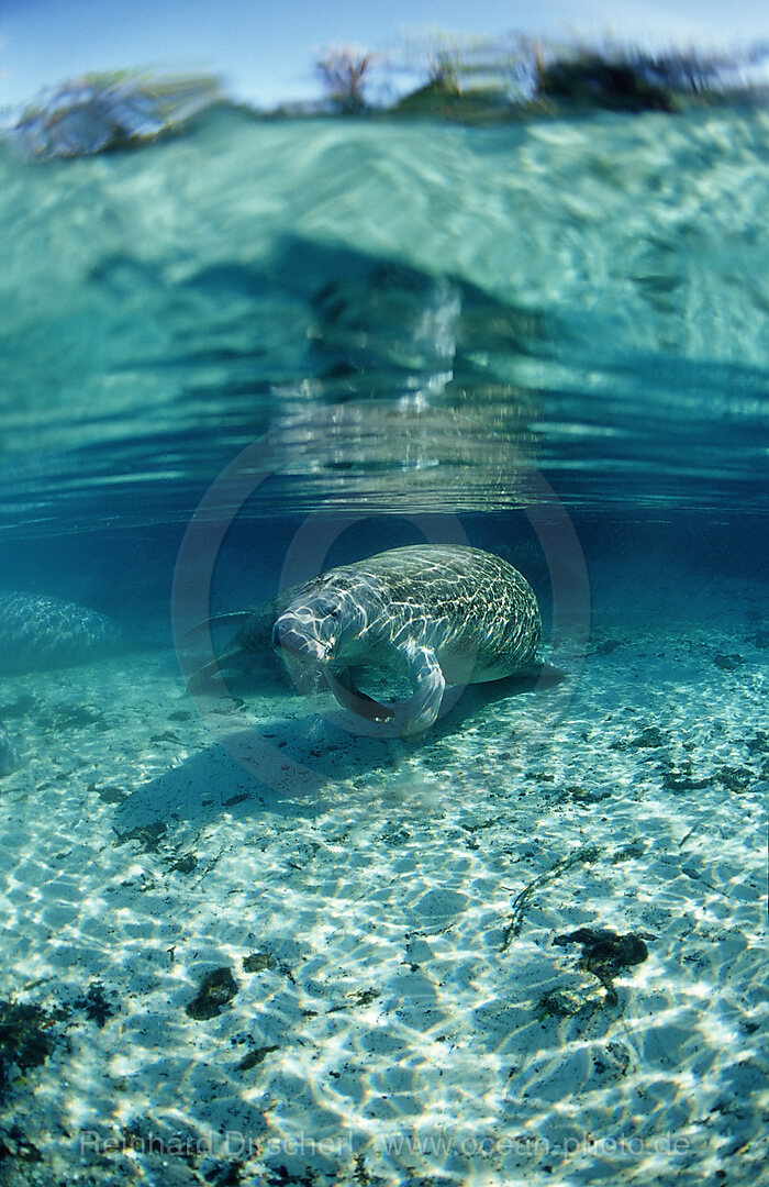 Rundschwanz-Seekuh, Trichechus manatus latirostris, Florida, FL, Crystal River, USA