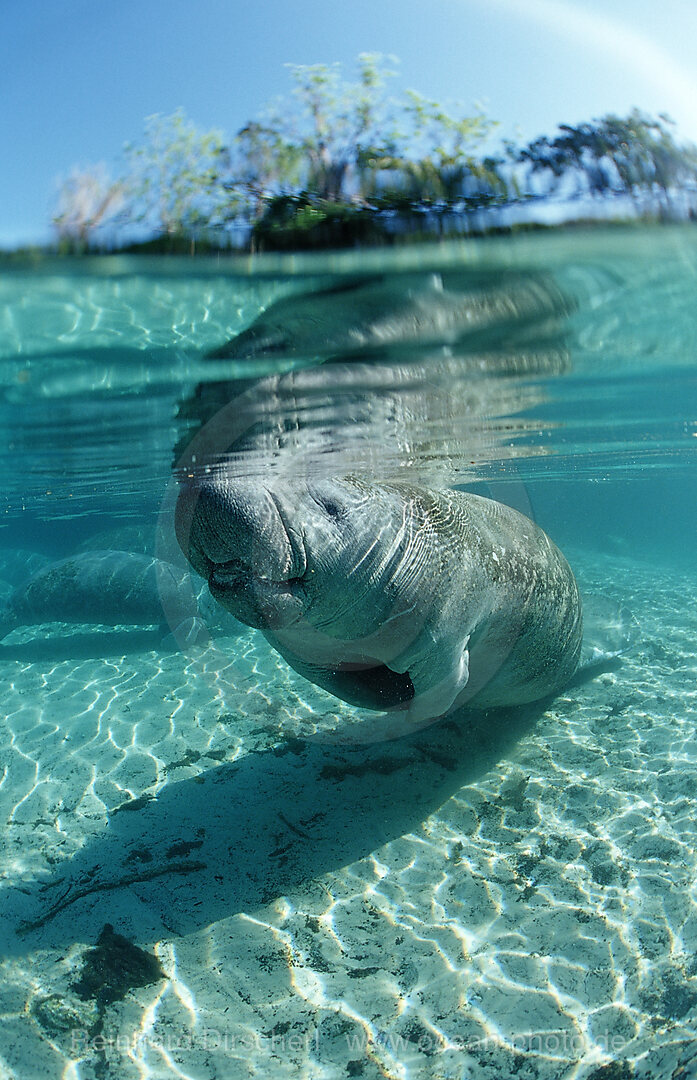 Rundschwanz-Seekuh atmet an der Wasseroberflaeche, Trichechus manatus latirostris, Florida, FL, Crystal River, USA