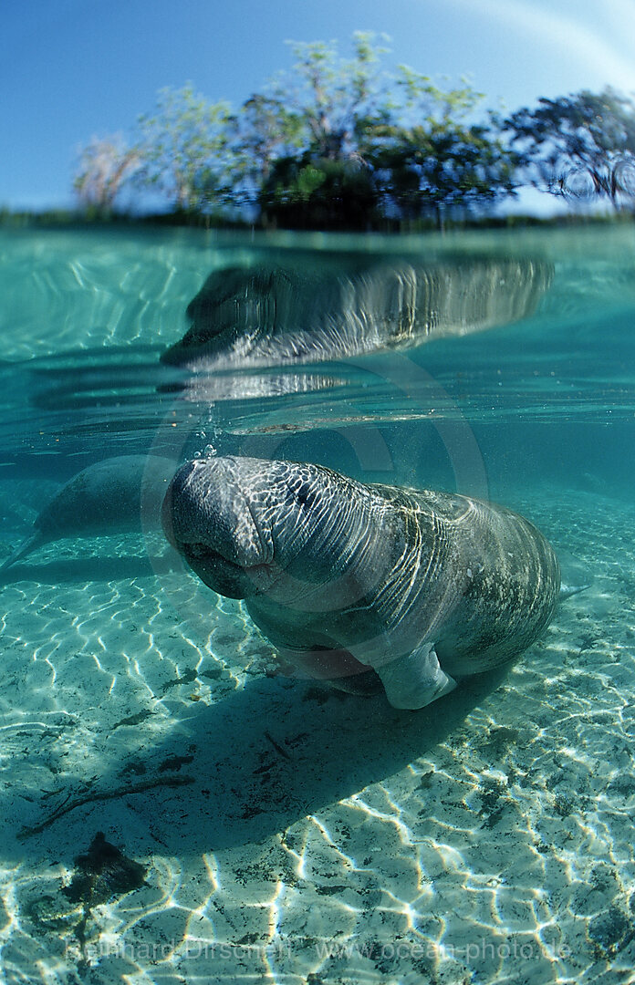 Rundschwanz-Seekuh, Trichechus manatus latirostris, Florida, FL, Crystal River, USA