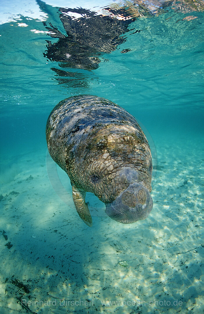 Rundschwanz-Seekuh, Jungtier, Trichechus manatus latirostris, Florida, FL, Crystal River, USA