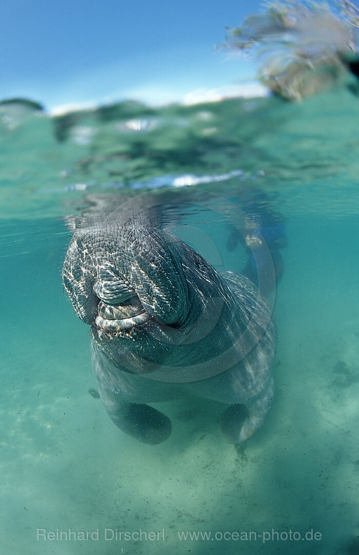 Rundschwanz-Seekuh atmet an der Wasseroberflaeche, Trichechus manatus latirostris, Florida, FL, Crystal River, USA