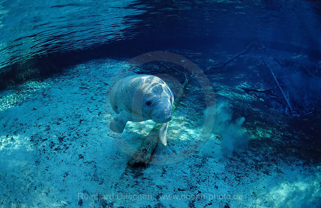 Rundschwanz-Seekuh, Jungtier, Trichechus manatus latirostris, Florida, FL, Crystal River, USA