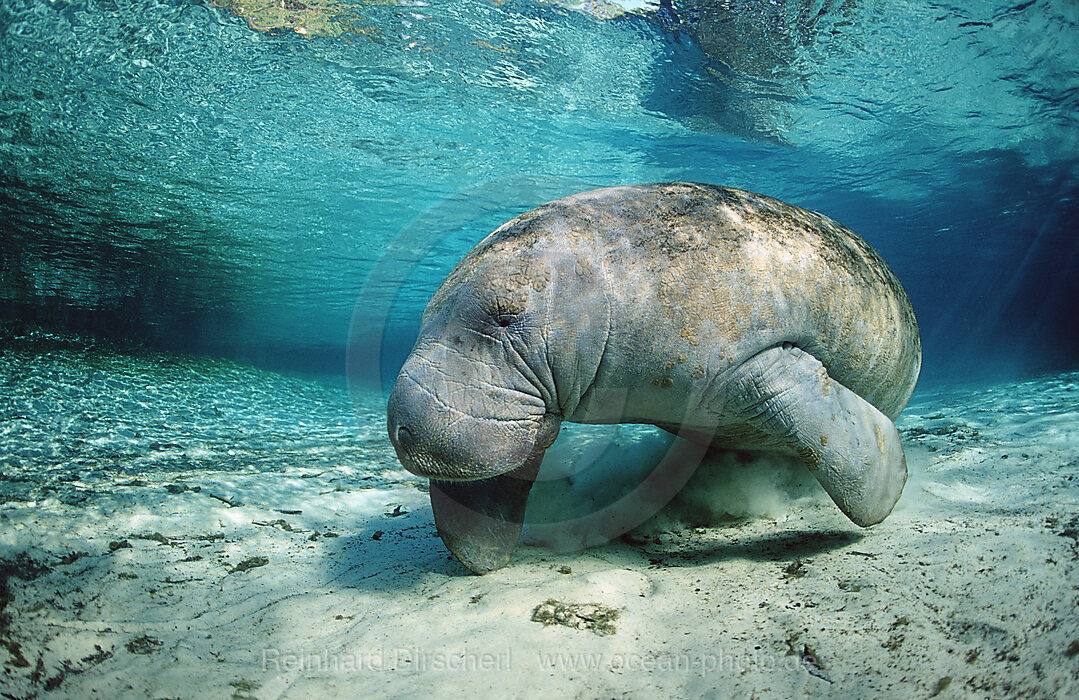 Rundschwanz-Seekuh, Trichechus manatus latirostris, Florida, FL, Crystal River, USA