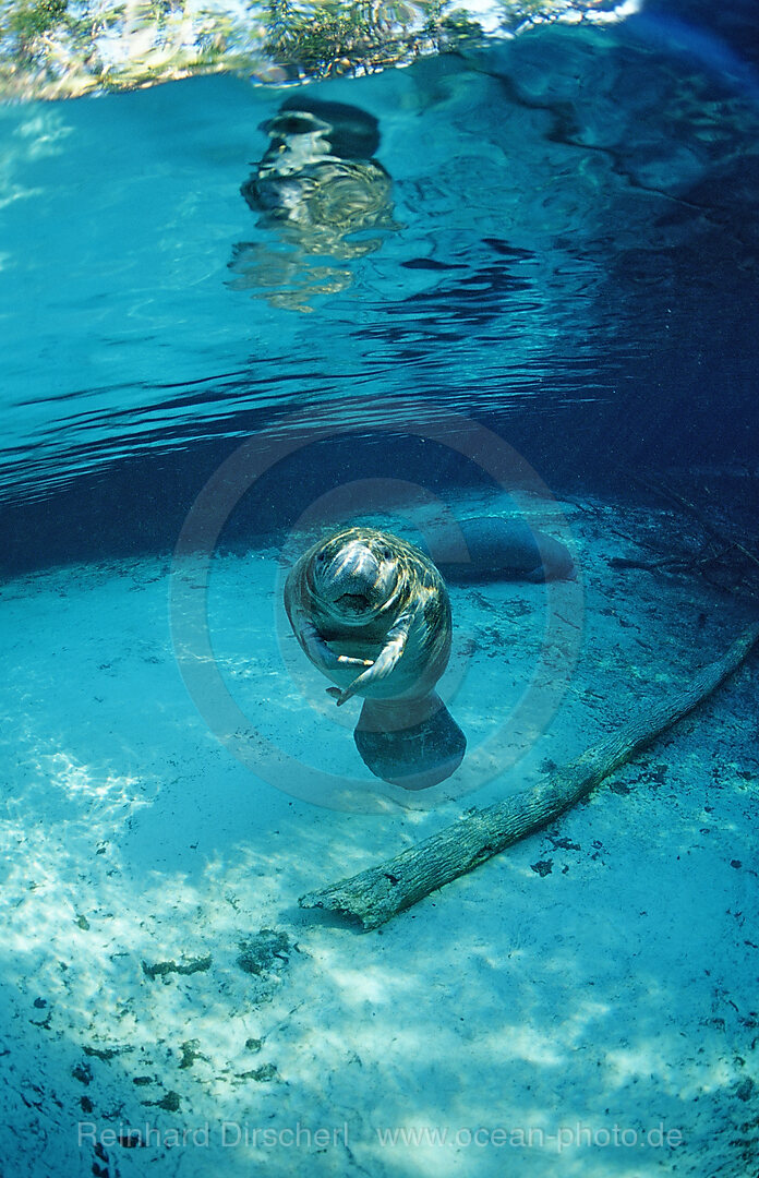 West Indian Manatee, calf