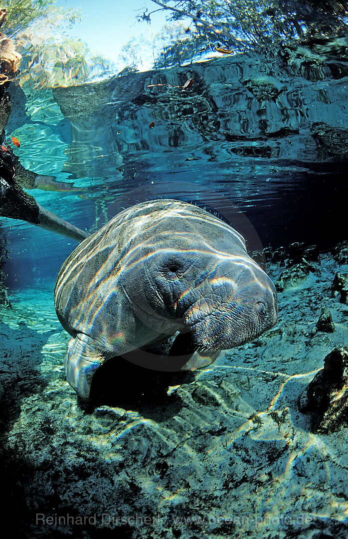 West Indian Manatee