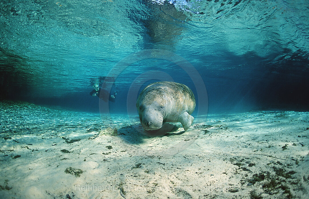 Rundschwanz-Seekuh, Trichechus manatus latirostris, Florida, FL, Crystal River, USA