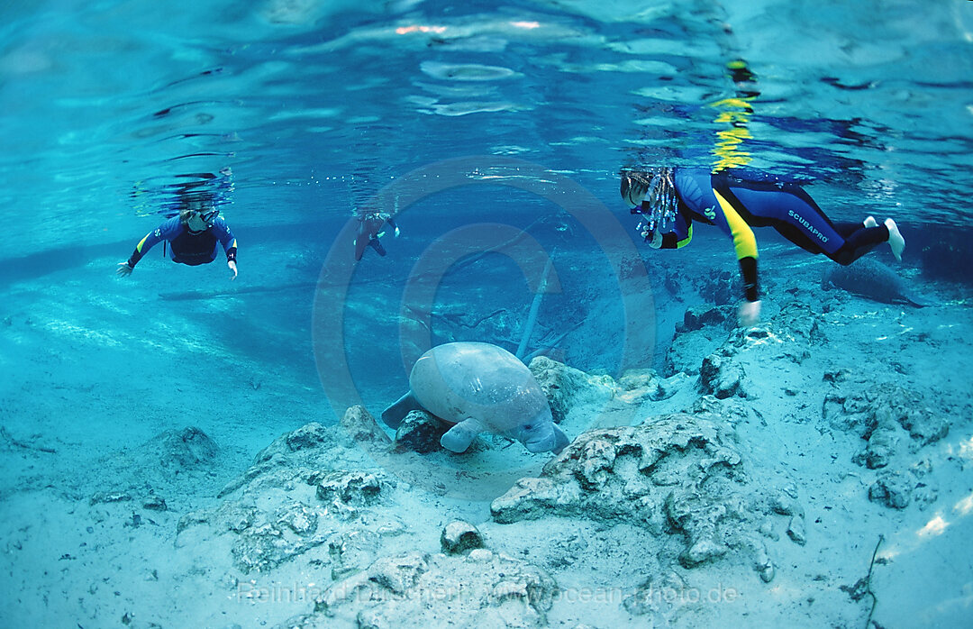 Rundschwanz-Seekuh und Schnorchler, Trichechus manatus latirostris, Florida, FL, Crystal River, USA