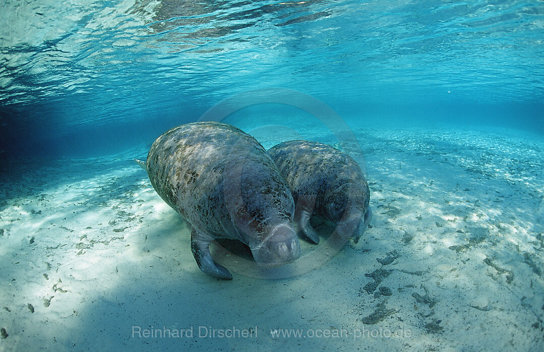 Rundschwanz-Seekuh, Mutter und Kalb, Trichechus manatus latirostris, Florida, FL, Crystal River, USA