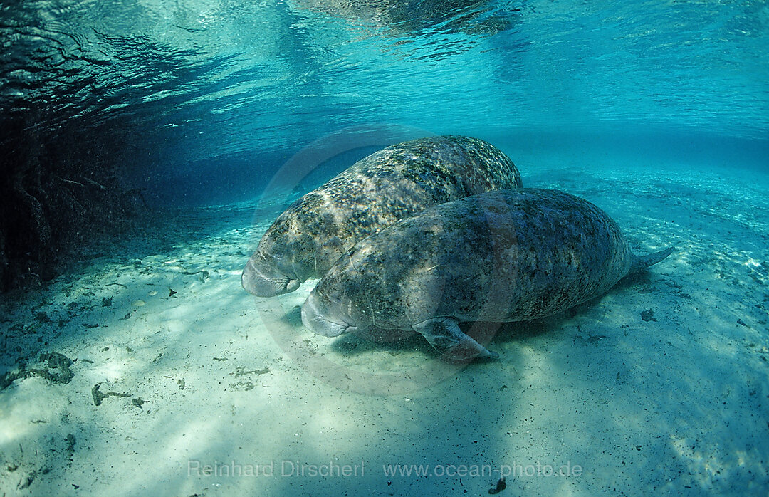 Rundschwanz-Seekuh, Mutter und Kalb, Trichechus manatus latirostris, Florida, FL, Crystal River, USA