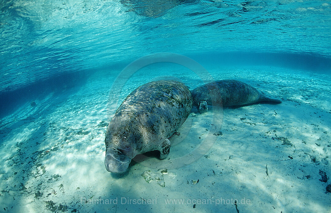 Rundschwanz-Seekuh, Mutter und Kalb, Trichechus manatus latirostris, Florida, FL, Crystal River, USA