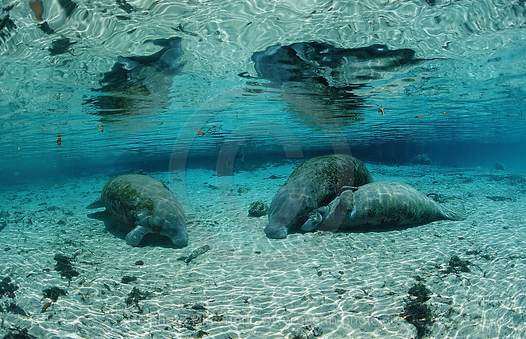 Rundschwanz-Seekuh, Mutter und Kalb, Trichechus manatus latirostris, Florida, FL, Crystal River, USA