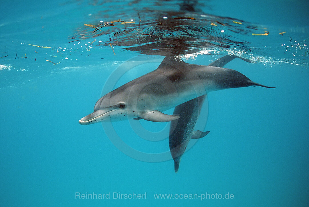 Atlantischer Fleckendelfin, Zuegeldelfin, Stenella frontalis, Atlantischer Ozean, Bahamas