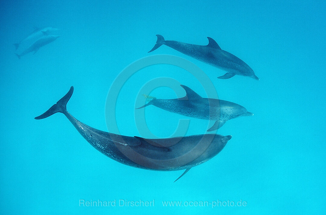 Atlantischer Fleckendelfin, Zuegeldelfin