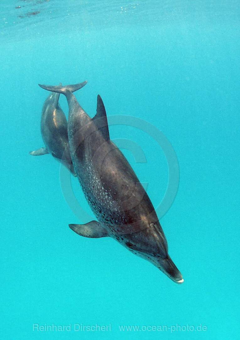 Atlantischer Fleckendelfin, Zuegeldelfin