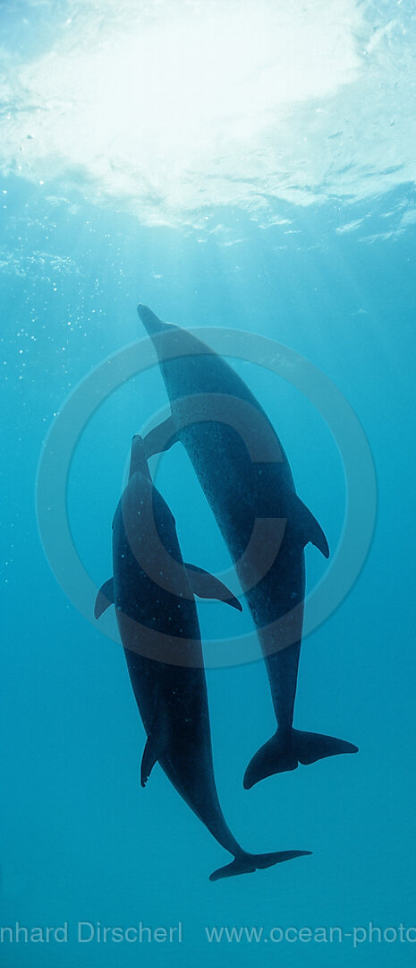 Atlantischer Fleckendelfin, Zuegeldelfin
