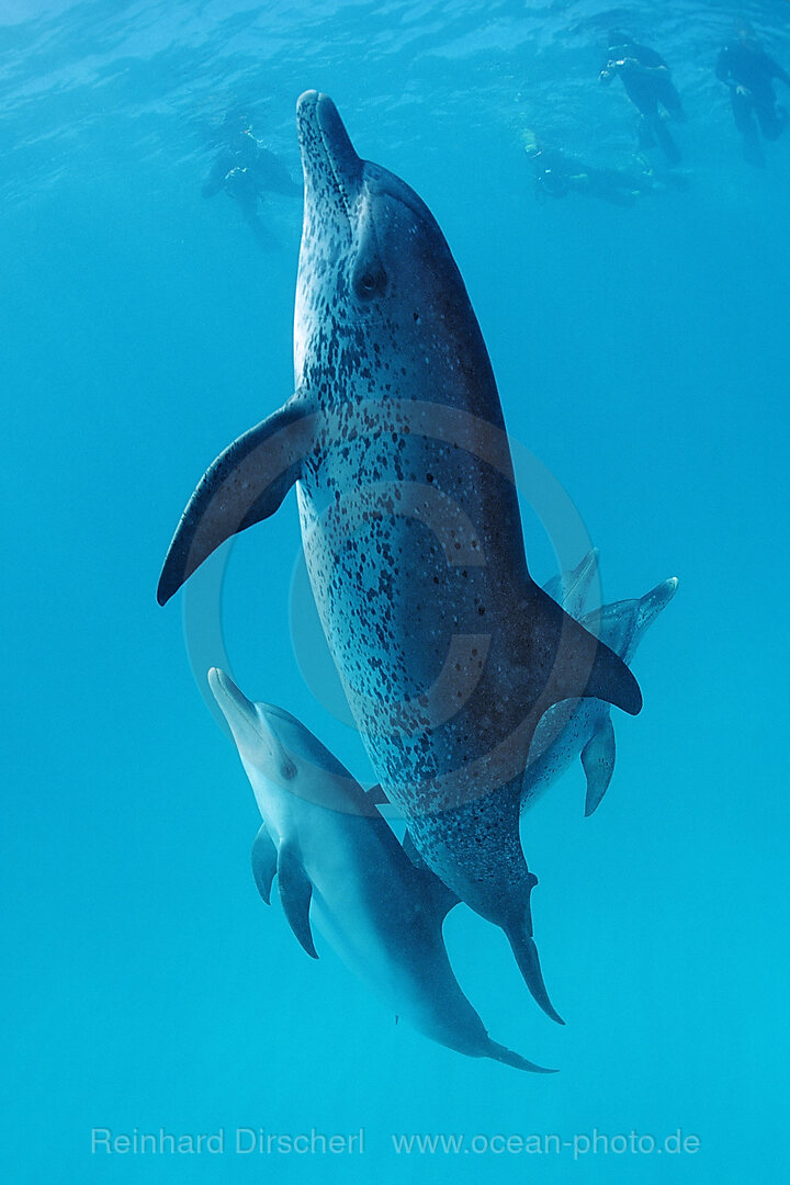 Atlantischer Fleckendelfin, Zuegeldelfin, Stenella frontalis, Atlantischer Ozean, Bahamas