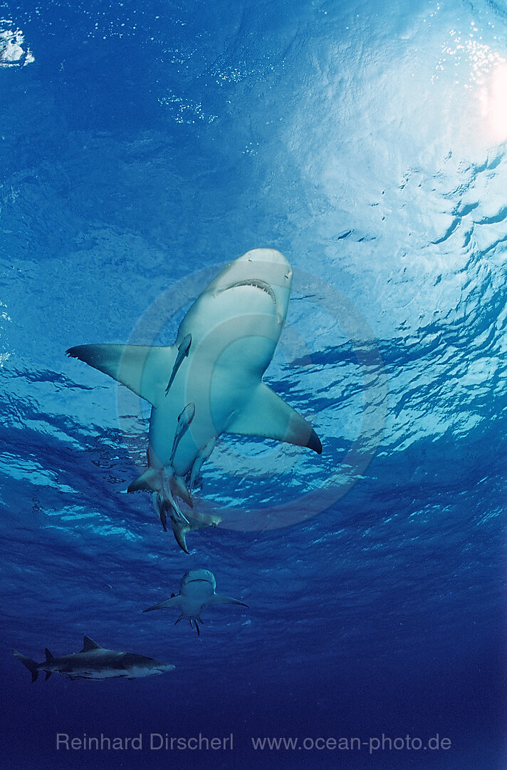 Zitronenhai, Negaprion brevirostris, Grand Bahama Island, Atlantischer Ozean, Bahamas