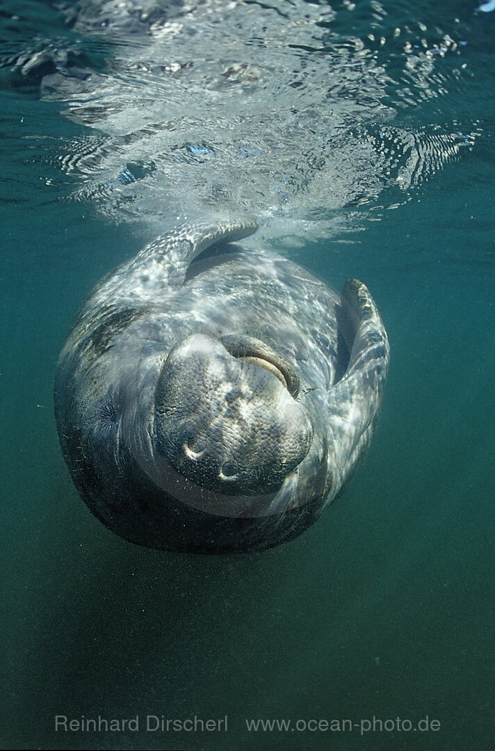 Rundschwanz-Seekuh, Trichechus manatus latirostris, Florida, FL, Everglades, USA