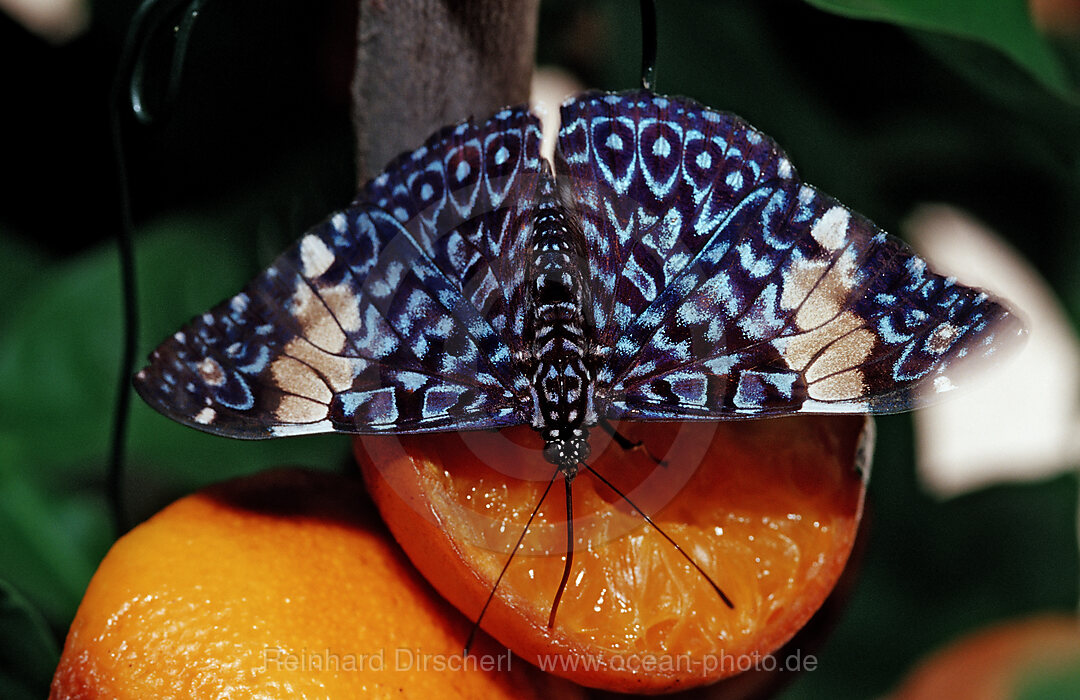 Hamadryas butterfly, Gray Cracker butterfly