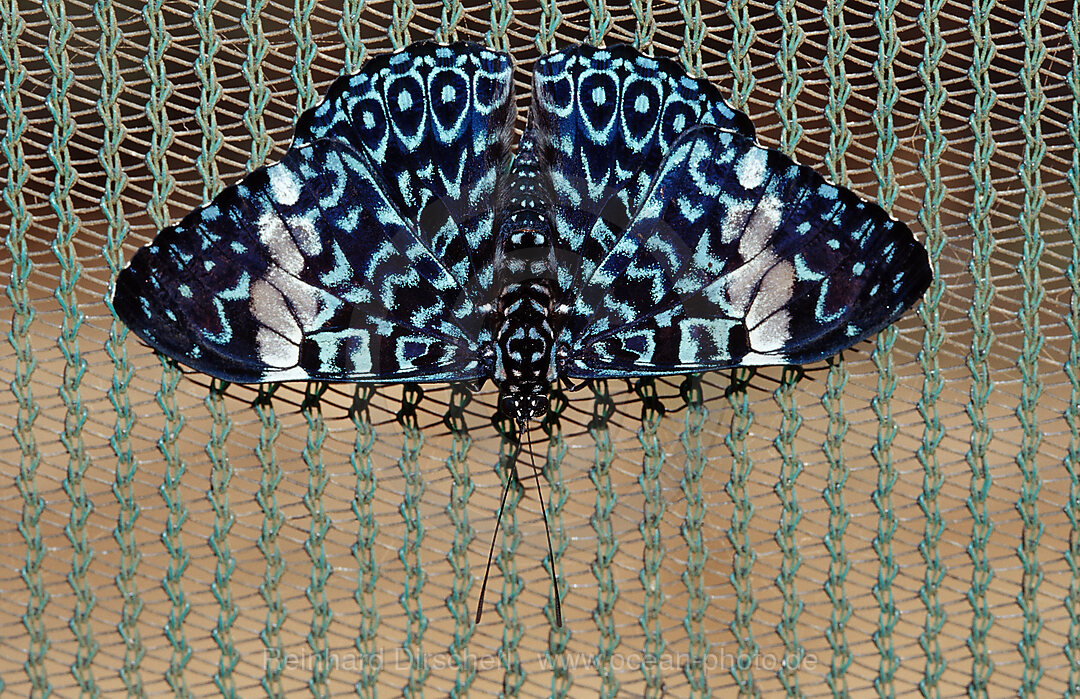 Hamadryas butterfly, Gray Cracker butterfly