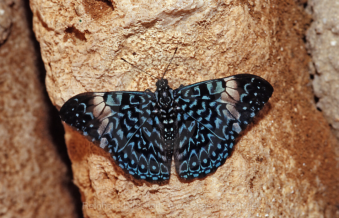 Ferentina Calico Schmetterling