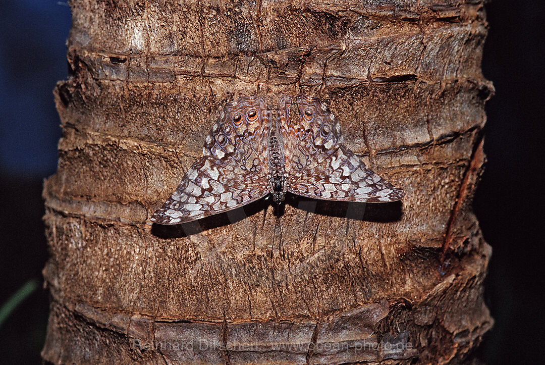 Hamadryas butterfly, Gray Cracker butterfly