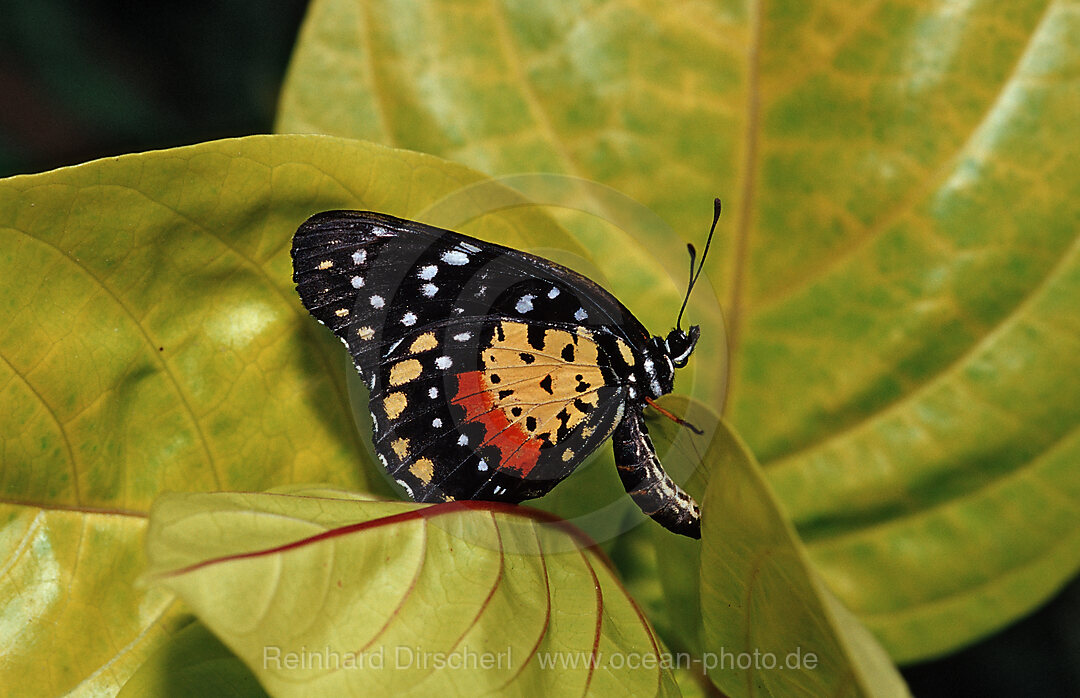 Tropischer Schmetterling