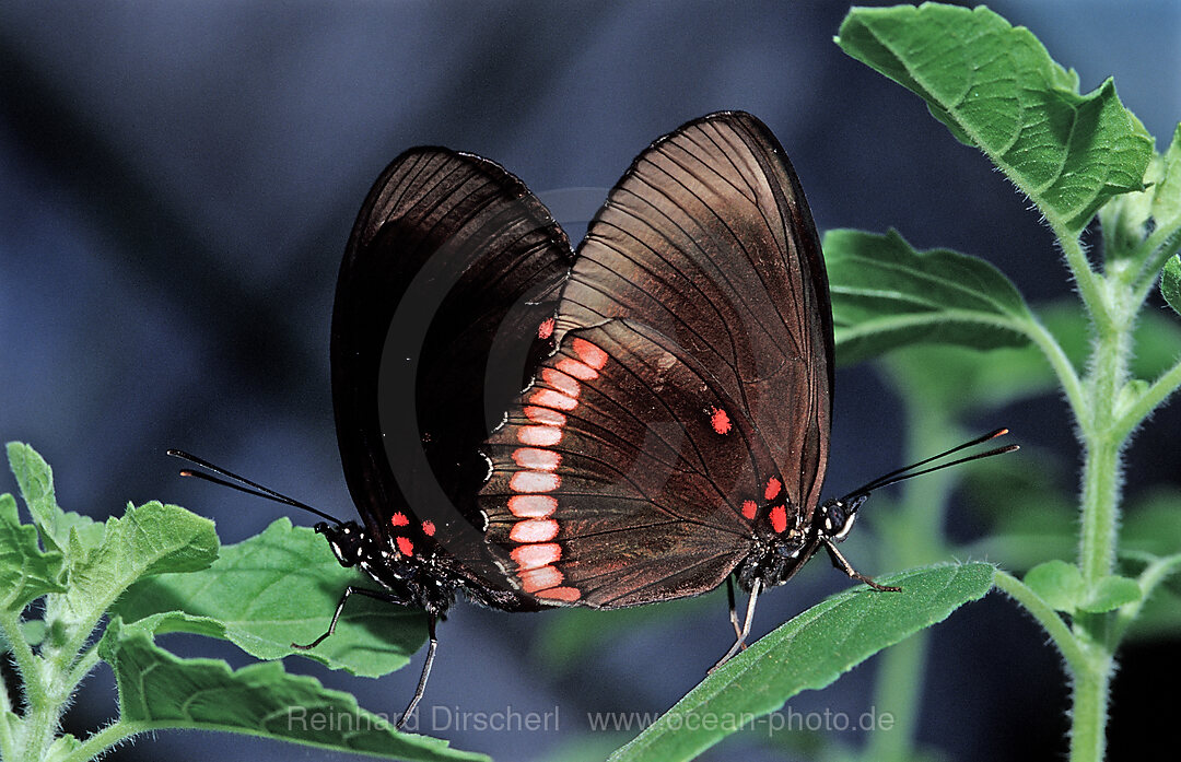 Tropischer Schmetterling, Costa Rica