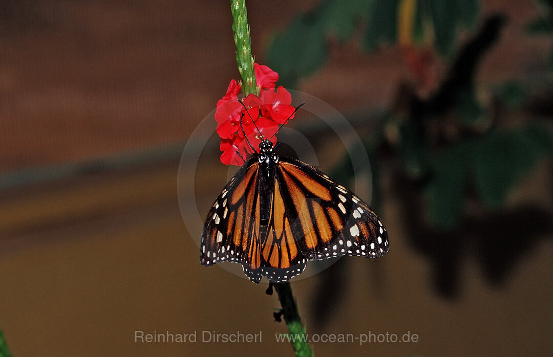 Monarch butterfly