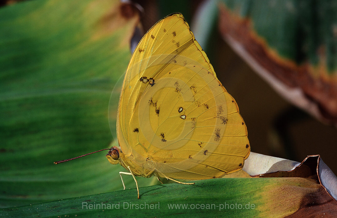 Orange-Barred Sulphur