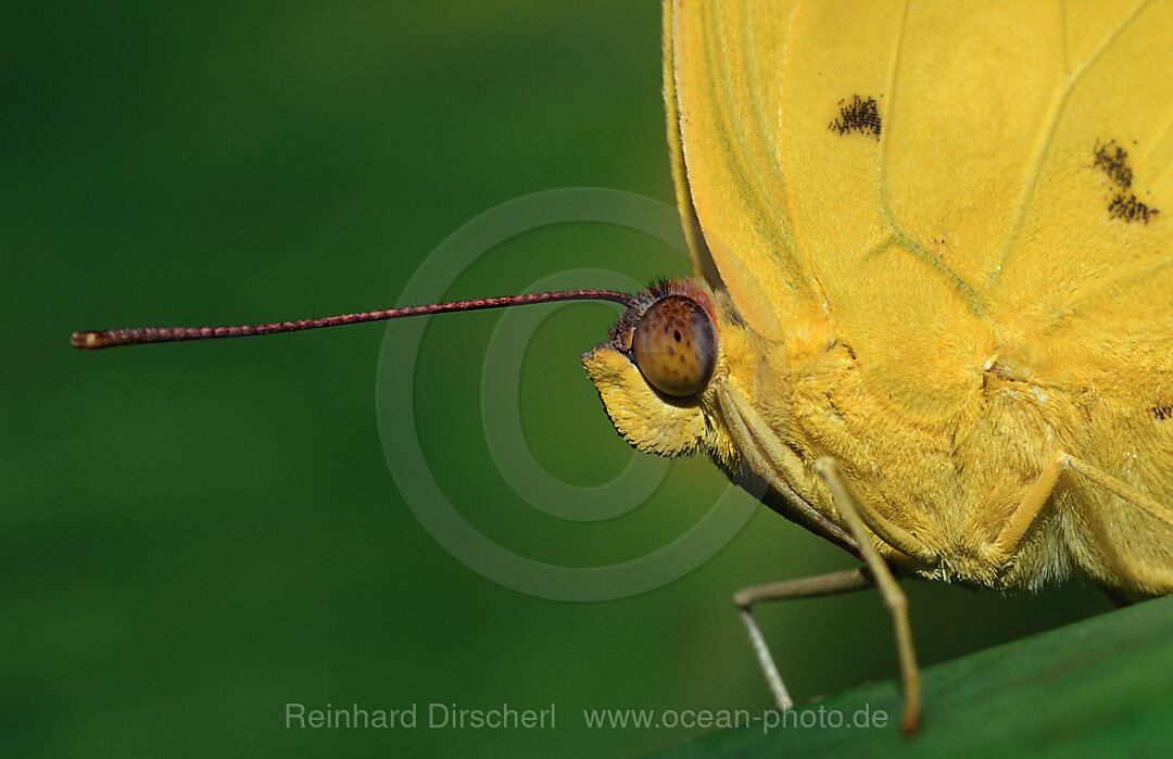 Orangegebaenderter Schwefelfalter