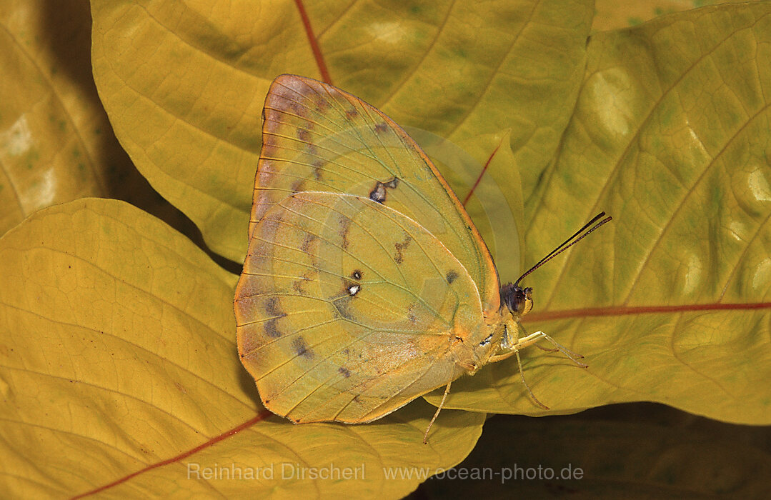 Orangegebaenderter Schwefelfalter