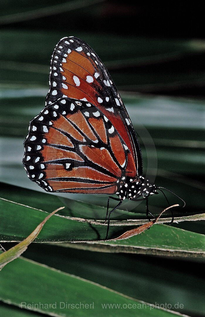 Monarchfalter