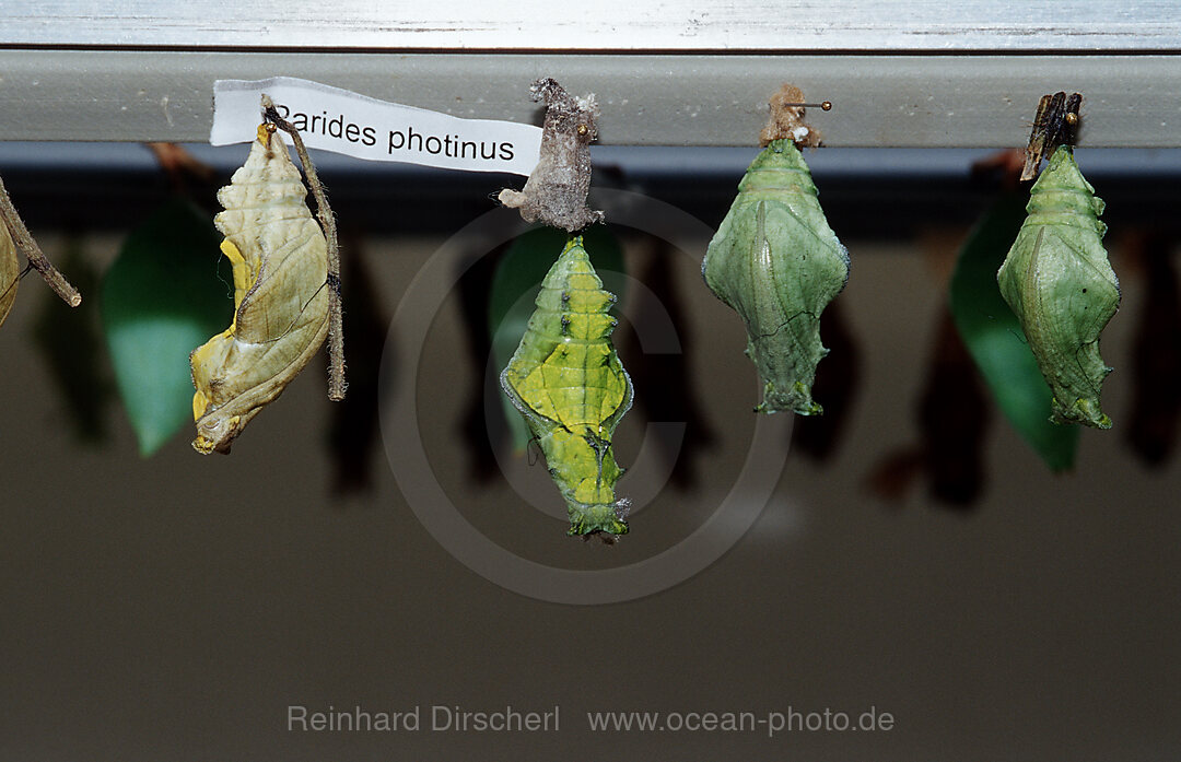 Chrysalis or pupa in a butterfly farm, Costa Rica