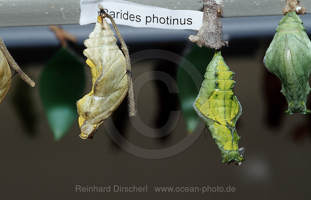 Chrysalis or pupa in a butterfly farm, Costa Rica