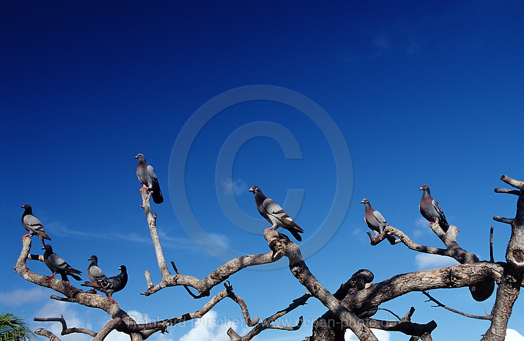Pidgeons on a tree