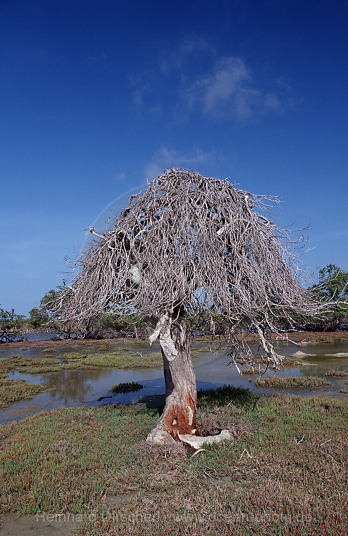 Dead tree and salt lake